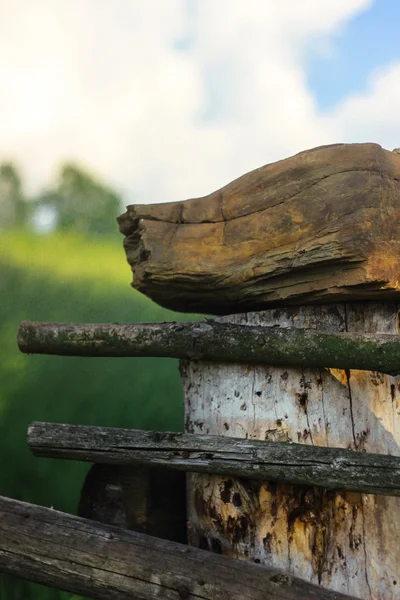 Andere variëteit van hout hout — Stockfoto