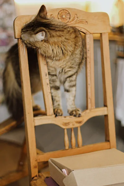 Симпатичная Табби Кошка Играющая Ржавом Деревянном Стуле Фоне Современной Кухни — стоковое фото