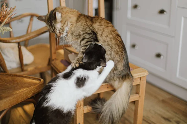 Dois Gatos Bonitos Jogando Cadeira Madeira Rústica Fundo Cozinha Moderna — Fotografia de Stock