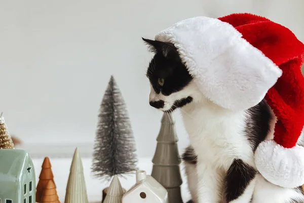 Noel Baba Şapkalı Şirin Kedi Modern Noel Süslemelerinde Küçük Ağaçlarda — Stok fotoğraf