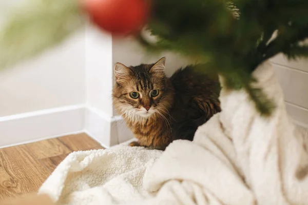 Mignon Chat Tabby Assis Sous Arbre Noël Sur Une Couverture — Photo