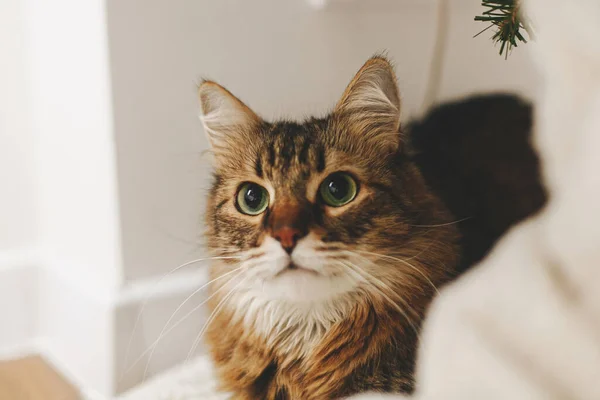 Gato Bonito Tabby Sentado Sob Árvore Natal Cobertor Macio Retrato — Fotografia de Stock