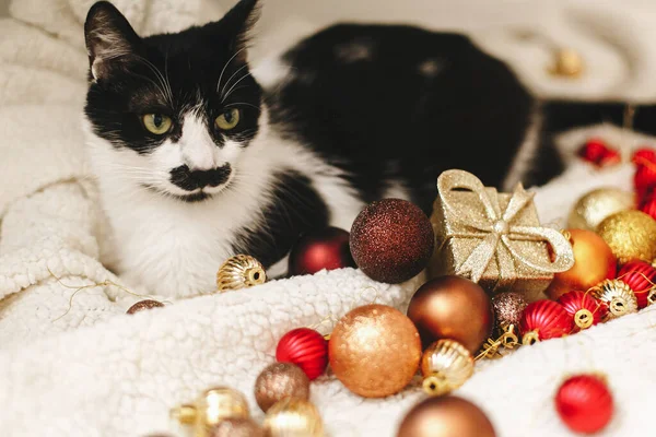 Gato Adorável Sentado Sob Árvore Natal Cobertor Macio Com Bugigangas — Fotografia de Stock