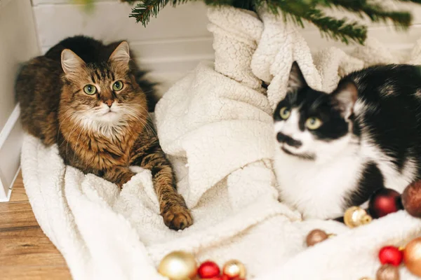 Αξιολάτρευτο Δύο Γάτες Που Κάθονται Κάτω Από Χριστουγεννιάτικο Δέντρο Απαλή — Φωτογραφία Αρχείου