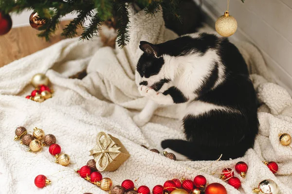 Entzückende Katzenpflege Unter Dem Weihnachtsbaum Mit Roten Und Goldenen Kugeln — Stockfoto