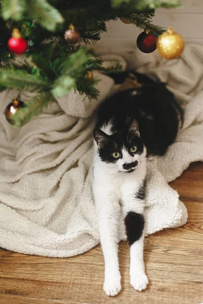 Αξιολάτρευτη Γάτα Ξαπλωμένη Κάτω Από Χριστουγεννιάτικο Δέντρο Απαλή Κουβέρτα Κόκκινα — Φωτογραφία Αρχείου