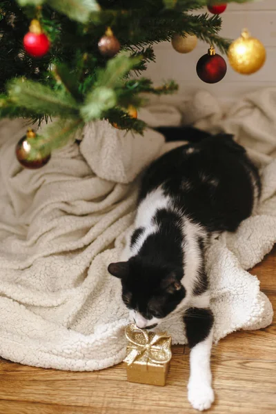 Gatto Adorabile Seduto Sotto Albero Natale Con Bagattelle Rosse Dorate — Foto Stock