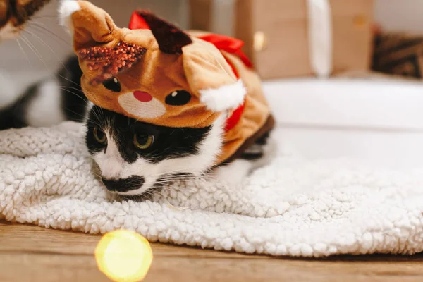 Bedårande Katt Rendräkt Som Ligger Julgranen Ljus Söt Svart Och — Stockfoto
