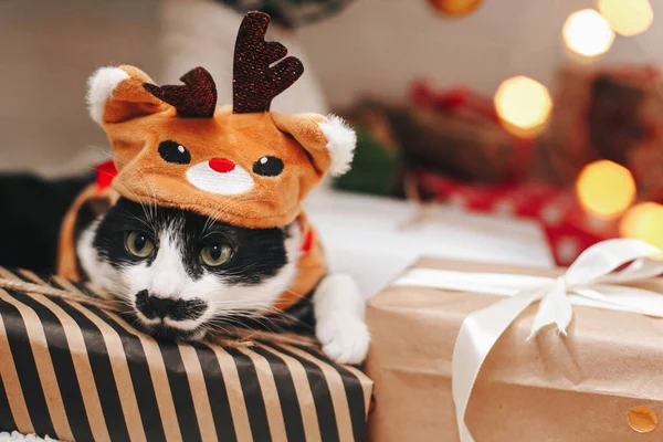 Veselé Vánoce Rozkošná Kočka Sobím Kostýmu Ležící Stylově Zabalených Dárkových — Stock fotografie