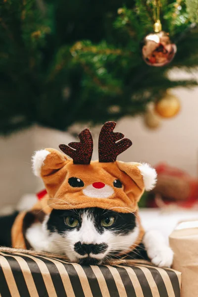 크리스마스 아래멋지게 상자에 의상을 스러운 고양이 축제같은 귀여운 고양이가 부드러운 — 스톡 사진