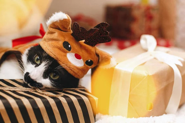 Adorable Gato Traje Reno Acostado Elegantes Cajas Regalo Envueltas Luces —  Fotos de Stock