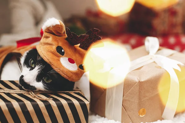 Frohe Weihnachten Entzückende Katze Rentierkostüm Schlafend Auf Stilvoll Verpackten Geschenkboxen — Stockfoto