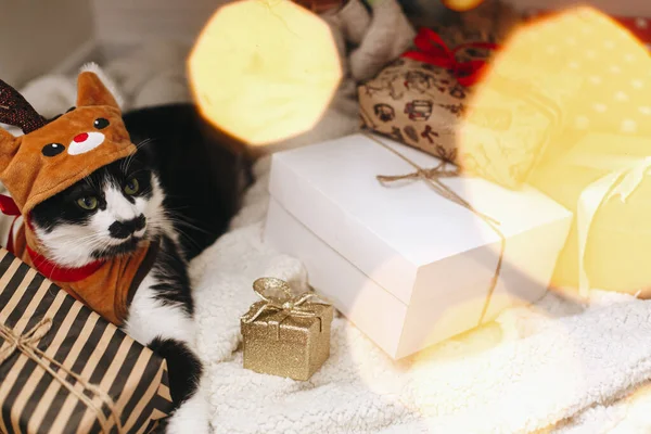 Feliz Navidad Adorable Gato Traje Reno Acostado Elegantes Cajas Regalo —  Fotos de Stock