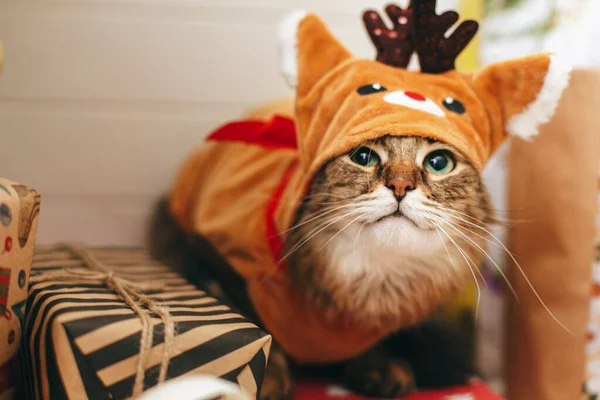 Süße Gestromte Katze Niedlichen Rentierkostüm Sitzt Auf Stylischen Geschenkboxen Unter — Stockfoto