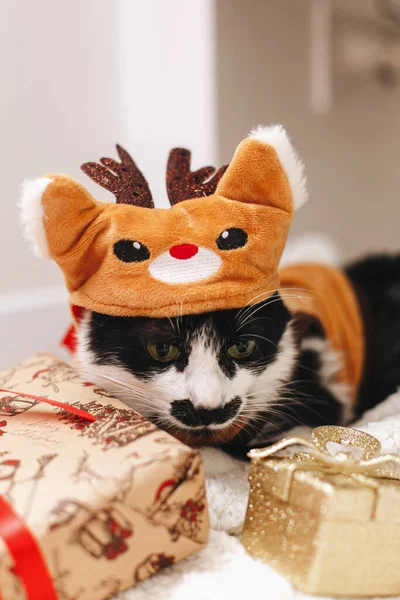 Gato Adorável Traje Rena Deitado Caixas Presente Elegantes Sob Árvore — Fotografia de Stock