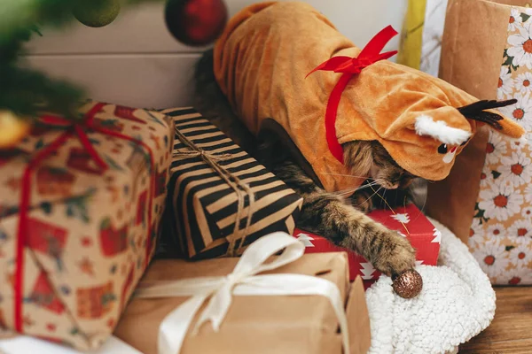 Süße Gestromte Katze Niedlichen Rentierkostüm Die Mit Glitzerkugeln Auf Geschenken — Stockfoto
