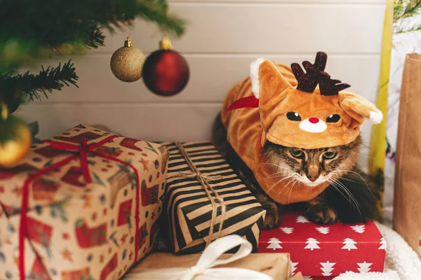 Feliz Navidad Dulce Gato Tabby Traje Reno Lindo Sentado Elegantes — Foto de Stock