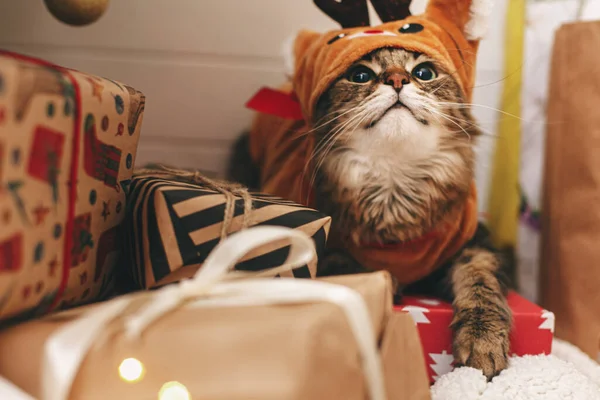 Frohe Weihnachten Süße Gestromte Katze Niedlichen Rentierkostüm Sitzt Auf Stylischen — Stockfoto