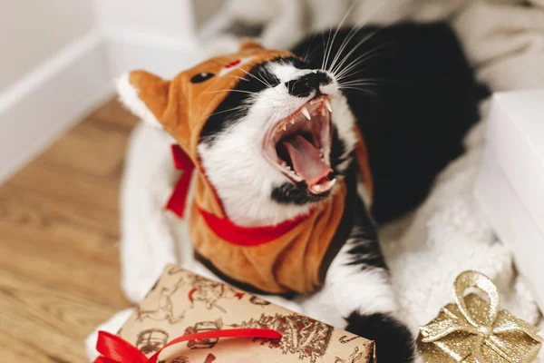 Entzückende Katze Gähnt Rentierkostüm Und Liegt Auf Stilvoll Verpackten Geschenkboxen — Stockfoto