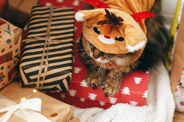 Süße Gestromte Katze Niedlichen Rentierkostüm Sitzt Auf Stylischen Geschenkboxen Unter — Stockfoto