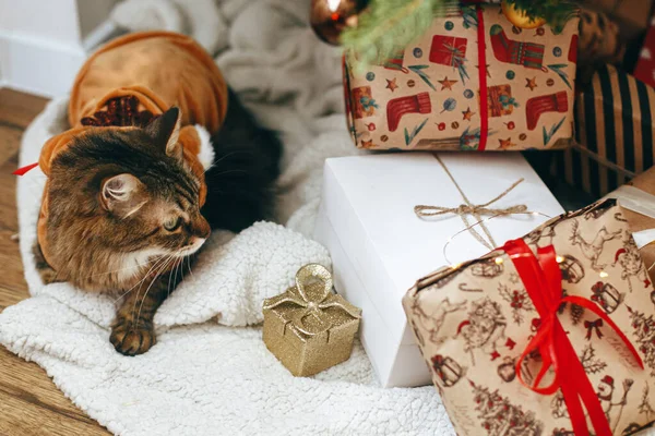 Felices Fiestas Dulce Gato Tabby Traje Reno Lindo Sentado Elegantes —  Fotos de Stock