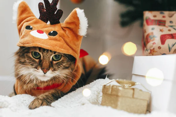 Süße Gestromte Katze Niedlichen Rentierkostüm Sitzt Stilvollen Geschenkboxen Weihnachtsbeleuchtung Maine — Stockfoto