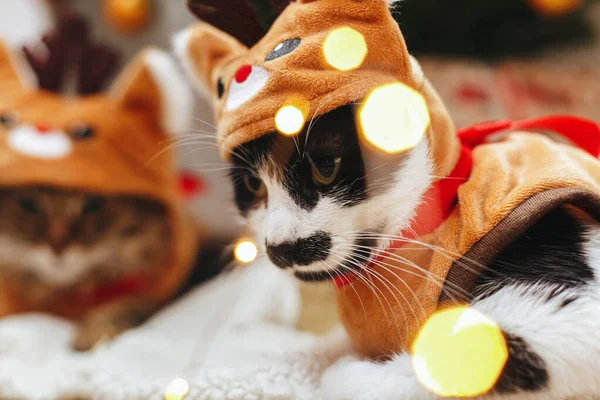 Ren Geyiği Kostümlü Şirin Kedi Portresi Noel Işıklarında Hediye Kutularında — Stok fotoğraf