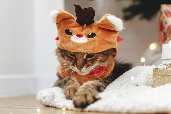 Sladký Tabby Kočka Roztomilé Sobí Kostým Hrát Vánoční Světla Pod — Stock fotografie