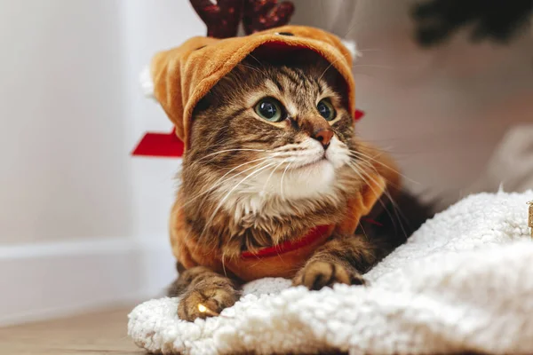 Süße Gestromte Katze Niedlichen Rentierkostüm Sitzt Auf Weicher Decke Unter — Stockfoto