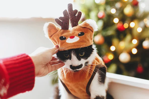 Ruční Hlazení Roztomilé Kočky Sobím Kostýmu Posteli Pozadí Vánoční Stromeček — Stock fotografie