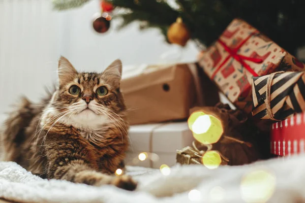 クリスマスライトに座っている愛らしいタビー猫と 赤と金のベーブルでクリスマスツリーの下にギフトボックスを包んだ お祝いの部屋でリラックスしたかわいいメインコーン メリークリスマス — ストック写真