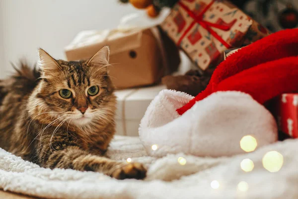 Entzückende Gestromte Katze Sitzt Verpackten Geschenkboxen Und Weihnachtsmütze Unter Dem — Stockfoto