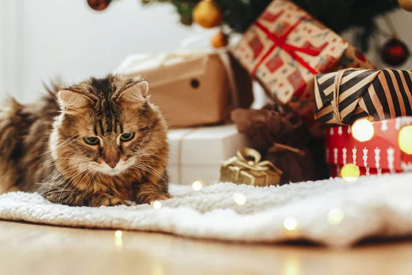 Entzückende Gestromte Katze Sitzt Der Weihnachtsbeleuchtung Und Verpackt Geschenkschachteln Unter — Stockfoto