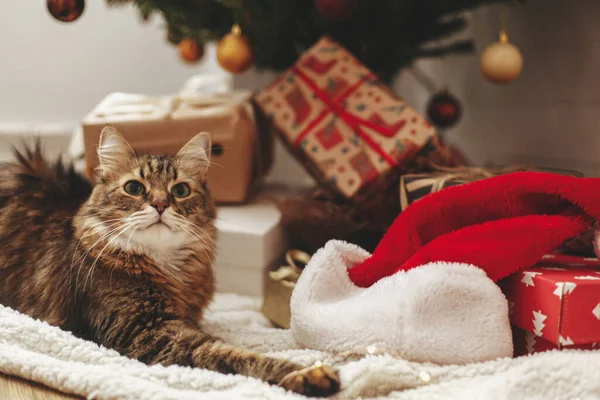 Entzückende Gestromte Katze Sitzt Verpackten Geschenkboxen Und Weihnachtsmütze Unter Dem — Stockfoto