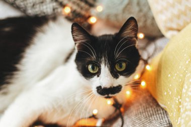 Sıcak Noel ışıklarında yastıklarla yumuşak yatakta yatan sevimli kedi. Sevimli siyah beyaz kedi şenlik odasında rahat bir battaniyede dinleniyor, mutlu tatiller.