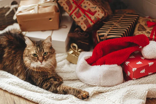 Rozkošná Kocour Sedí Zabalených Dárkových Krabic Santa Klobouk Pod Vánočním — Stock fotografie