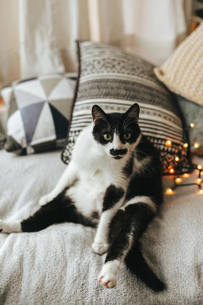 Cute cat sitting on soft bed with pillows in funny position and emotions. Adorable black and white curious cat relaxing on cozy blanket in festive room