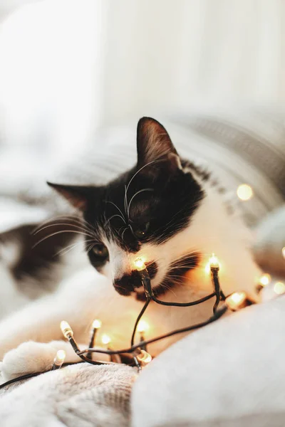 Gato Bonito Deitado Cama Macia Com Travesseiros Luzes Quentes Natal — Fotografia de Stock