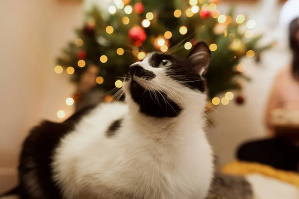 Gato Preto Branco Bonito Com Emoções Engraçadas Sentado Fundo Árvore — Fotografia de Stock