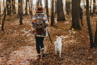 Güneşli sonbahar ormanlarında güzel beyaz köpekle sırt çantasıyla yürüyüş yapan şık bir kadın. Şirin İsviçreli çoban köpeği sonbahar ormanlarında gezgin bir kadınla yürüyor. Metin için boşluk