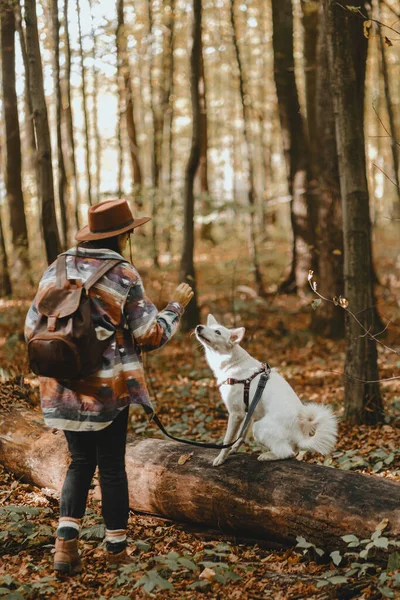 Stilvolle Frau Trainiert Entzückenden Weißen Hund Sonnigen Herbstwäldern Niedliche Schweizer — Stockfoto