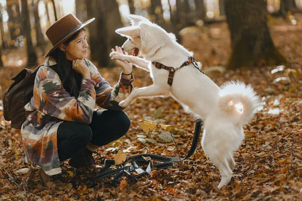 Stylová Žena Trénuje Rozkošného Bílého Psa Slunných Podzimních Lesích Roztomilý — Stock fotografie