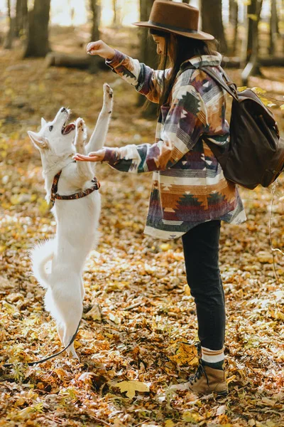 Stilvolle Frau Trainiert Entzückenden Weißen Hund Sonnigen Herbstwäldern Springen Niedliche — Stockfoto