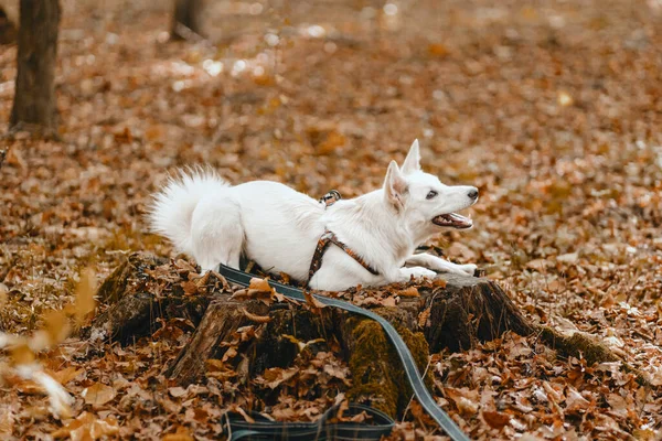 Adorabile Cane Bianco Seduto Ceppo Tra Foglie Autunnali Boschi Soleggiati — Foto Stock