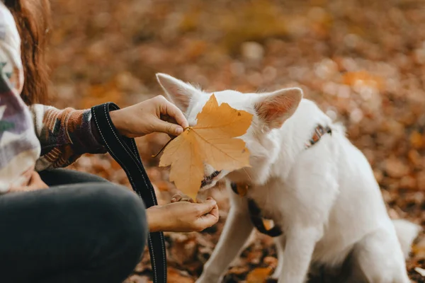 Entzückender Weißer Hund Mit Gelbem Herbstblatt Der Sonnigen Herbstwäldern Sitzt — Stockfoto