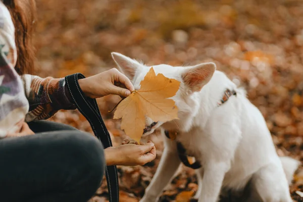 Adorable Perro Blanco Con Hojas Amarillas Otoño Sentado Bosques Soleados — Foto de Stock