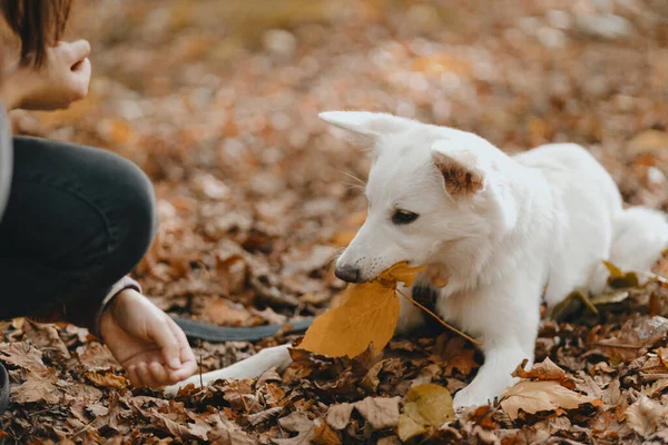 Anjing Putih Menggemaskan Dengan Daun Kuning Musim Gugur Duduk Hutan — Stok Foto