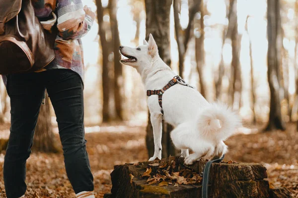 Stilvolle Frau Trainiert Entzückenden Weißen Hund Sonnigen Herbstwäldern Niedliche Schweizer — Stockfoto