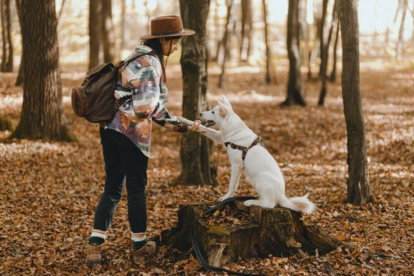 Stylová Žena Trénuje Rozkošný Bílý Pes Dát Tlapky Slunném Podzimním — Stock fotografie