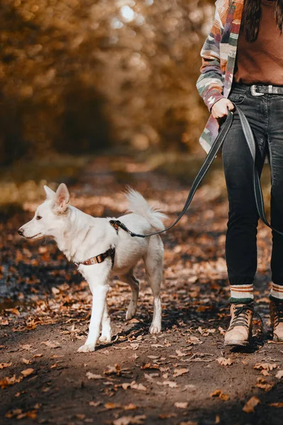 Stilvolle Frau Beim Wandern Mit Entzückendem Weißen Hund Sonnigen Herbstwäldern — Stockfoto